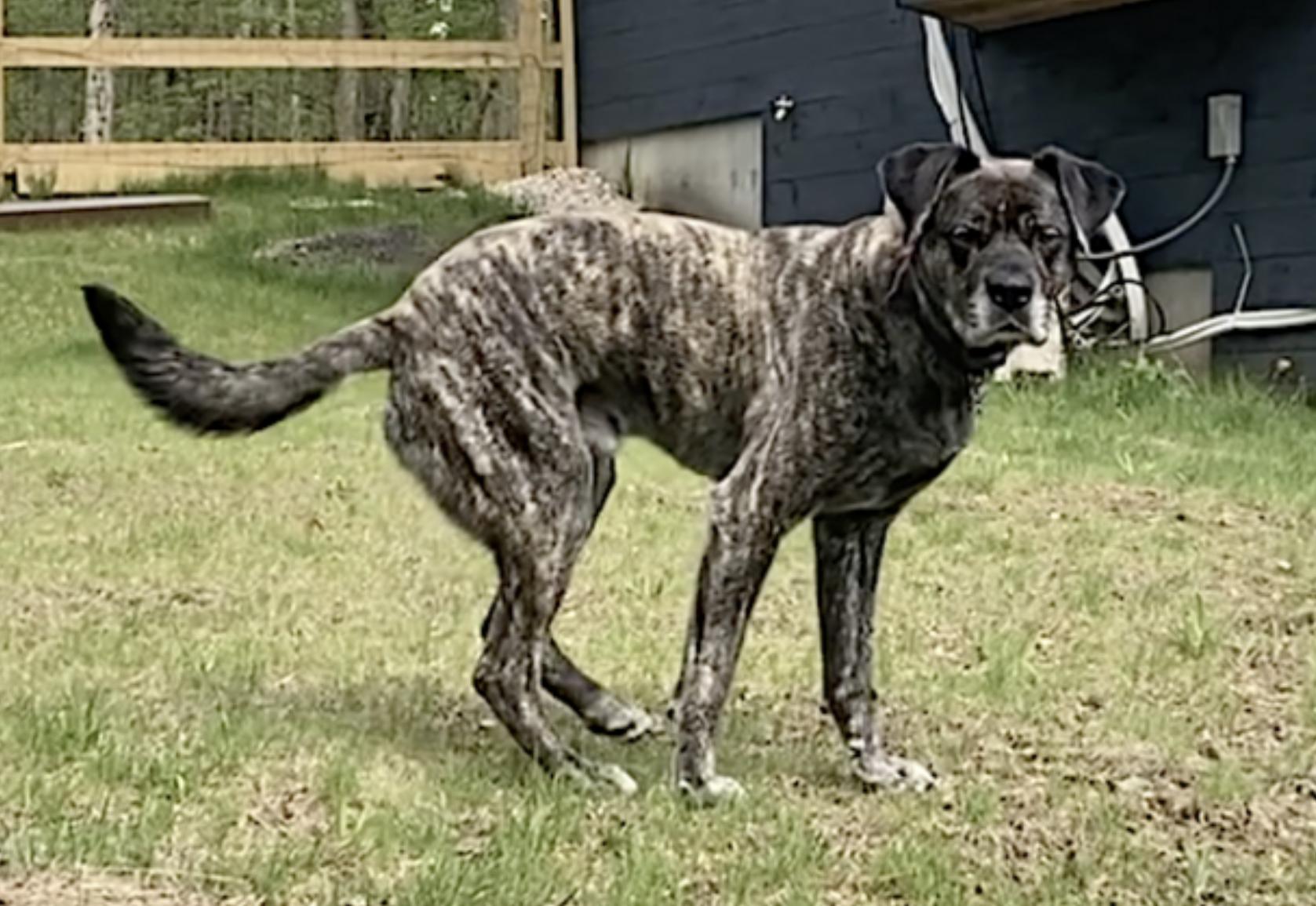 Enlarge Yeager, a Adoptable mixed breed in Manchester, NH image 4/6