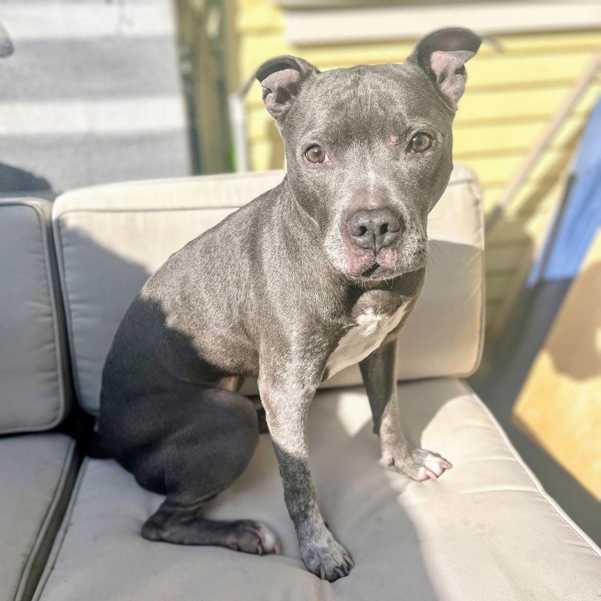 Enlarge Poppy, a Adoptable Pit Bull Terrier in Oakland, CA image 1/3