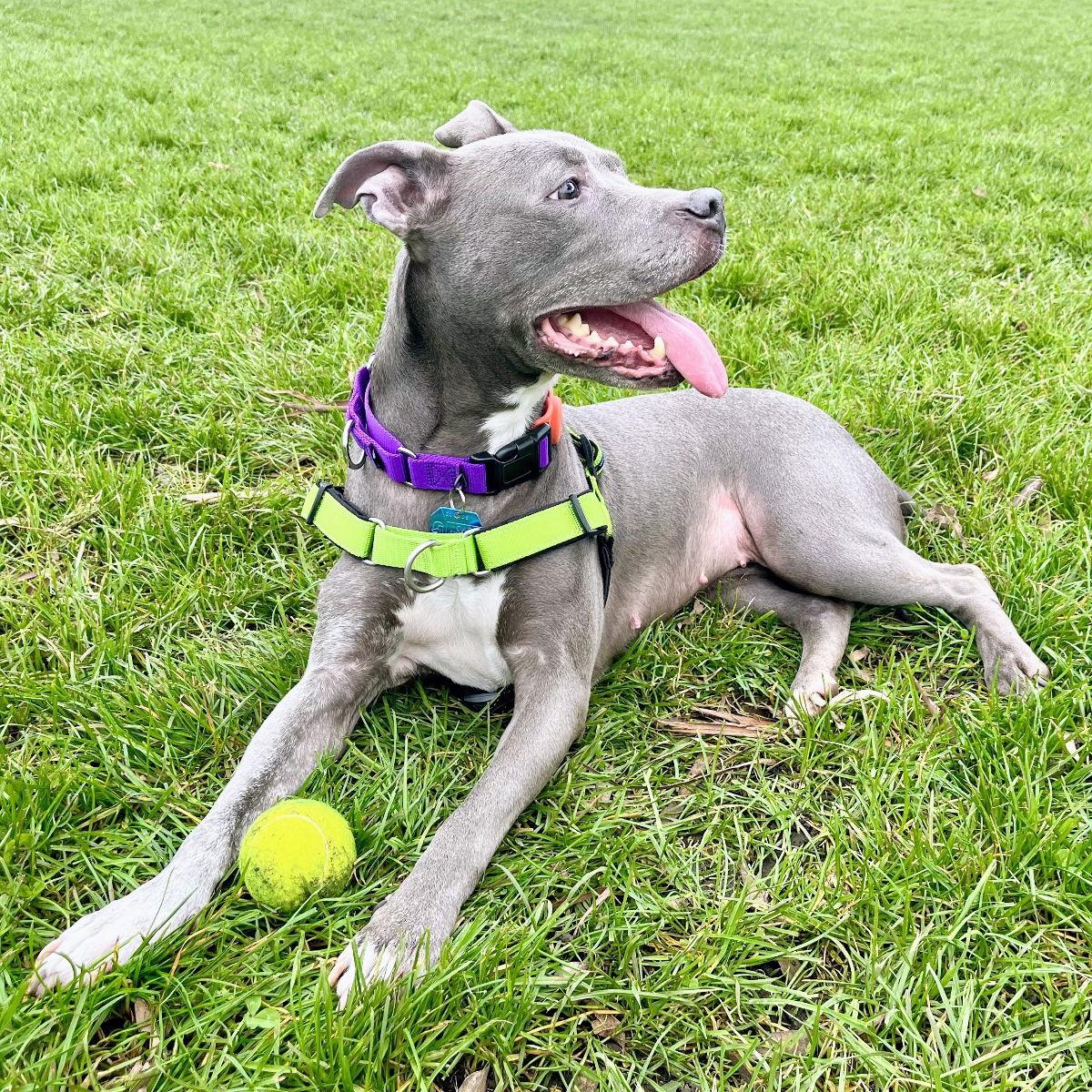 Enlarge Poppy, a Adoptable Pit Bull Terrier in Oakland, CA image 2/3