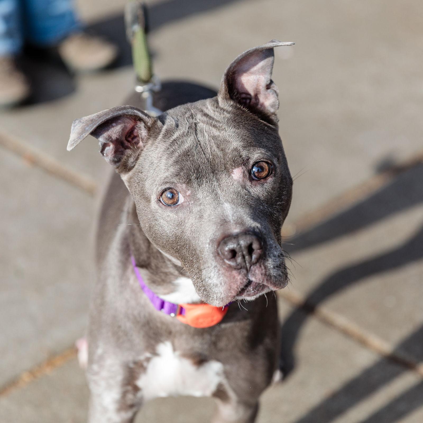 Enlarge Poppy, a Adoptable Pit Bull Terrier in Oakland, CA image 3/3
