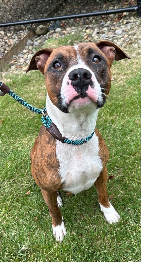 TURNER, Adoptable, Adult Male Terrier.