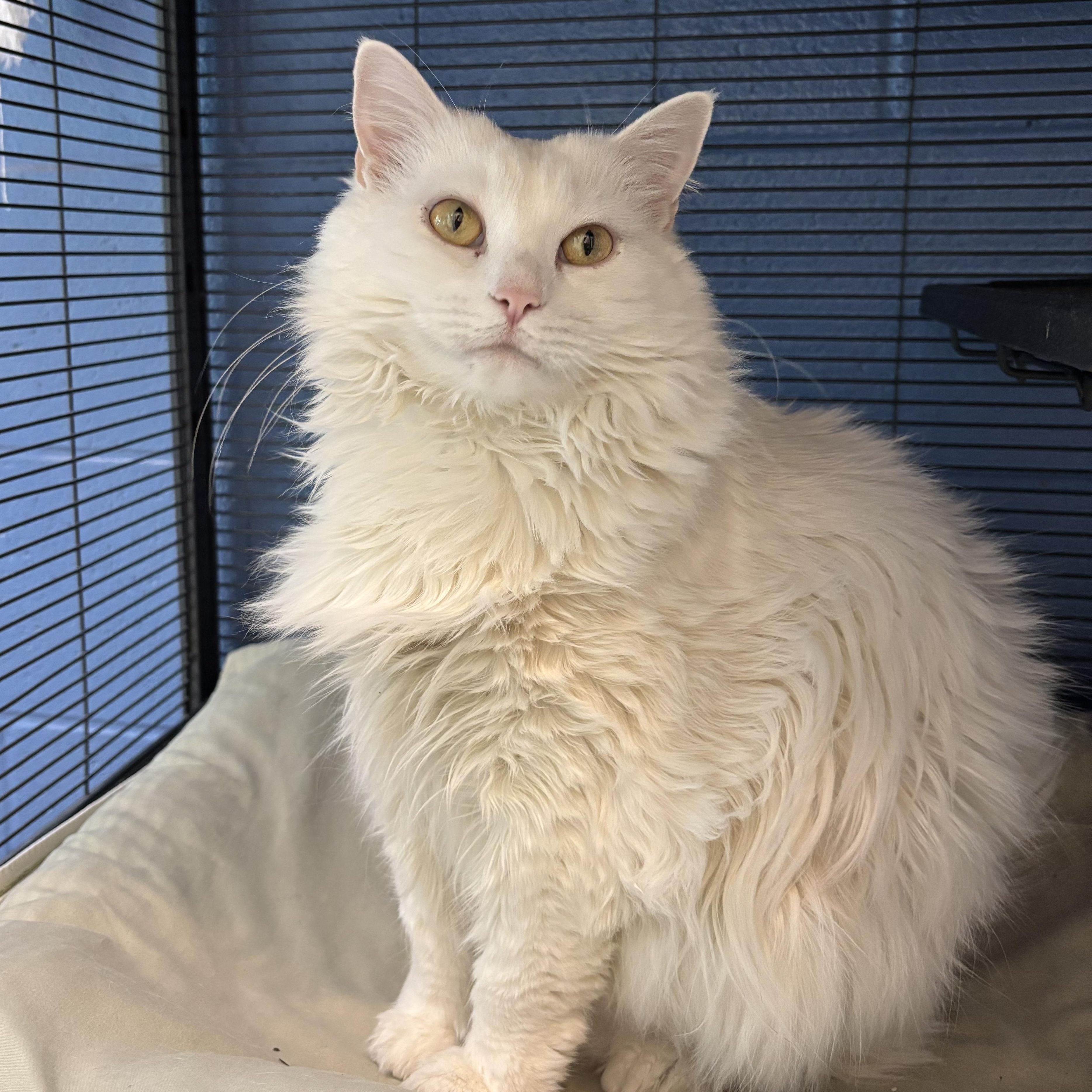 Sabrina (bonded with Azuca), a Adoptable Domestic Medium Hair in Charleston, SC image 1/2