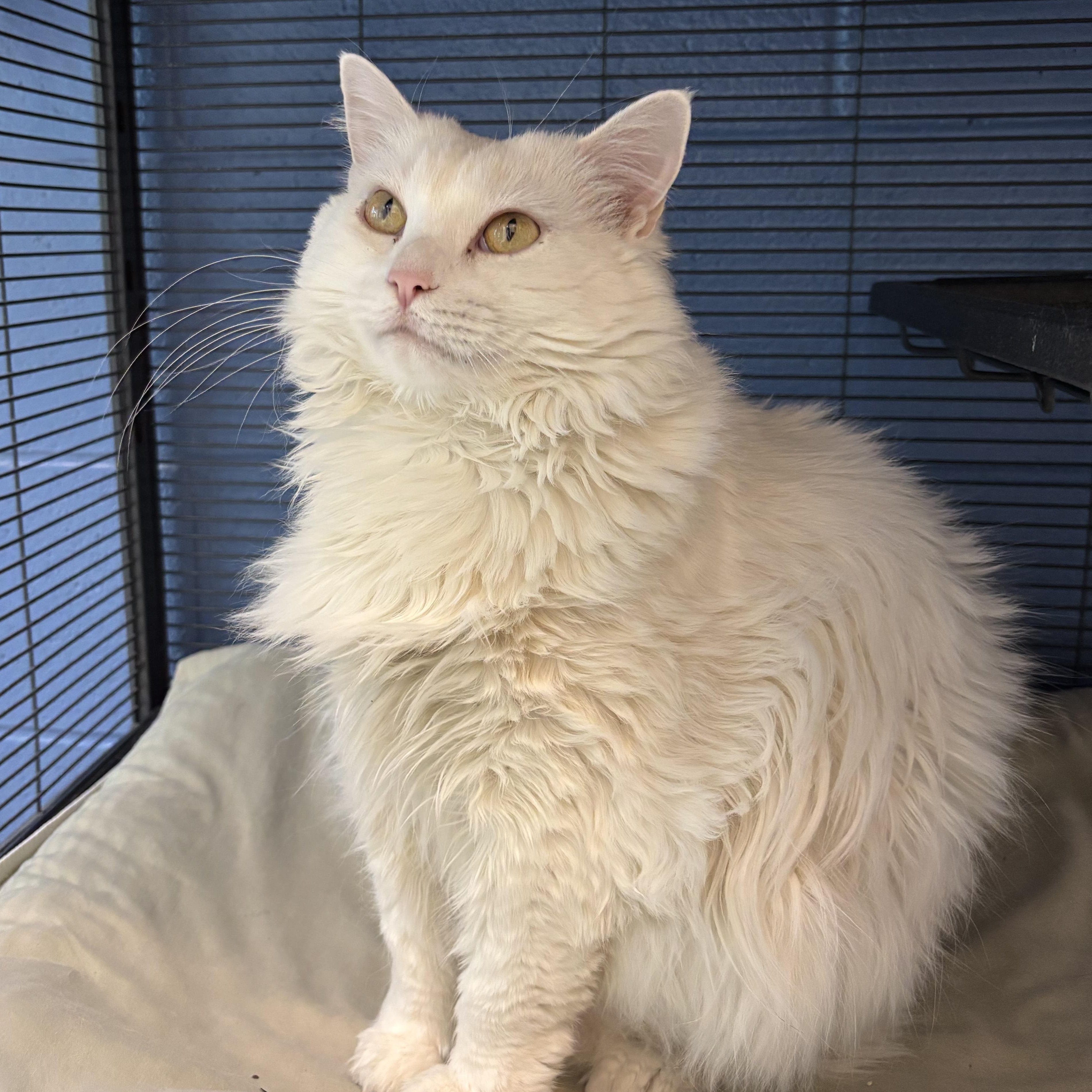 Sabrina (bonded with Azuca), a Adoptable Domestic Medium Hair in Charleston, SC image 2/2