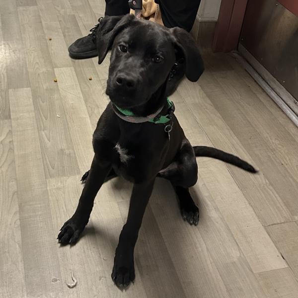 Xena, Adoptable, Puppy Female Cane Corso & German Shepherd Dog.