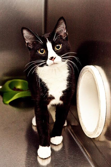 Bart, a Adoptable mixed breed in Kenai, AK image 1/2