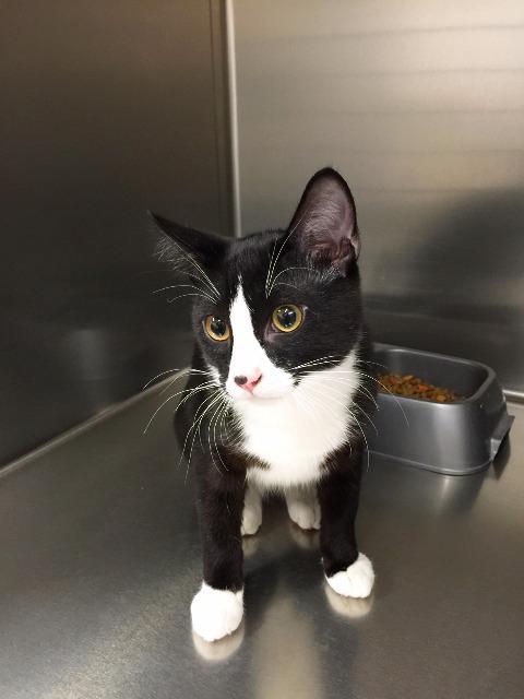 Bart, a Adoptable mixed breed in Kenai, AK image 2/2