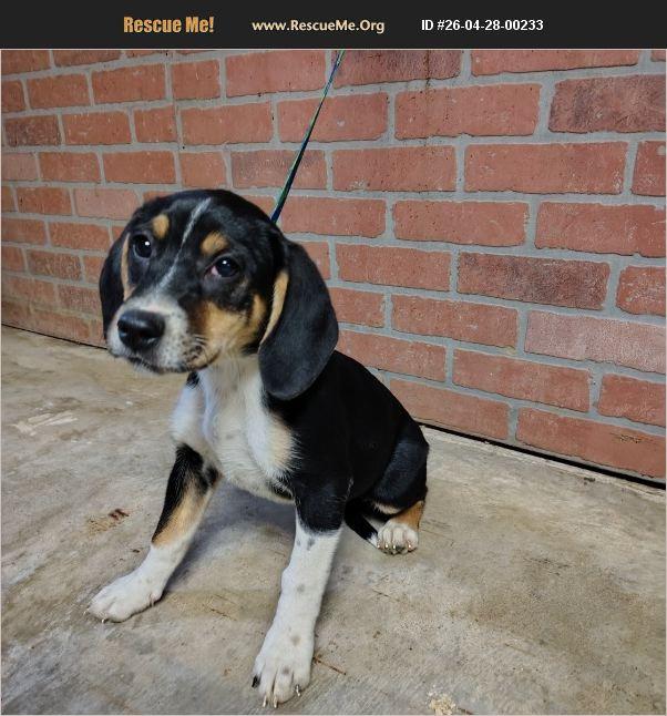 Tiffany, adoptable, Young Female Beagle.