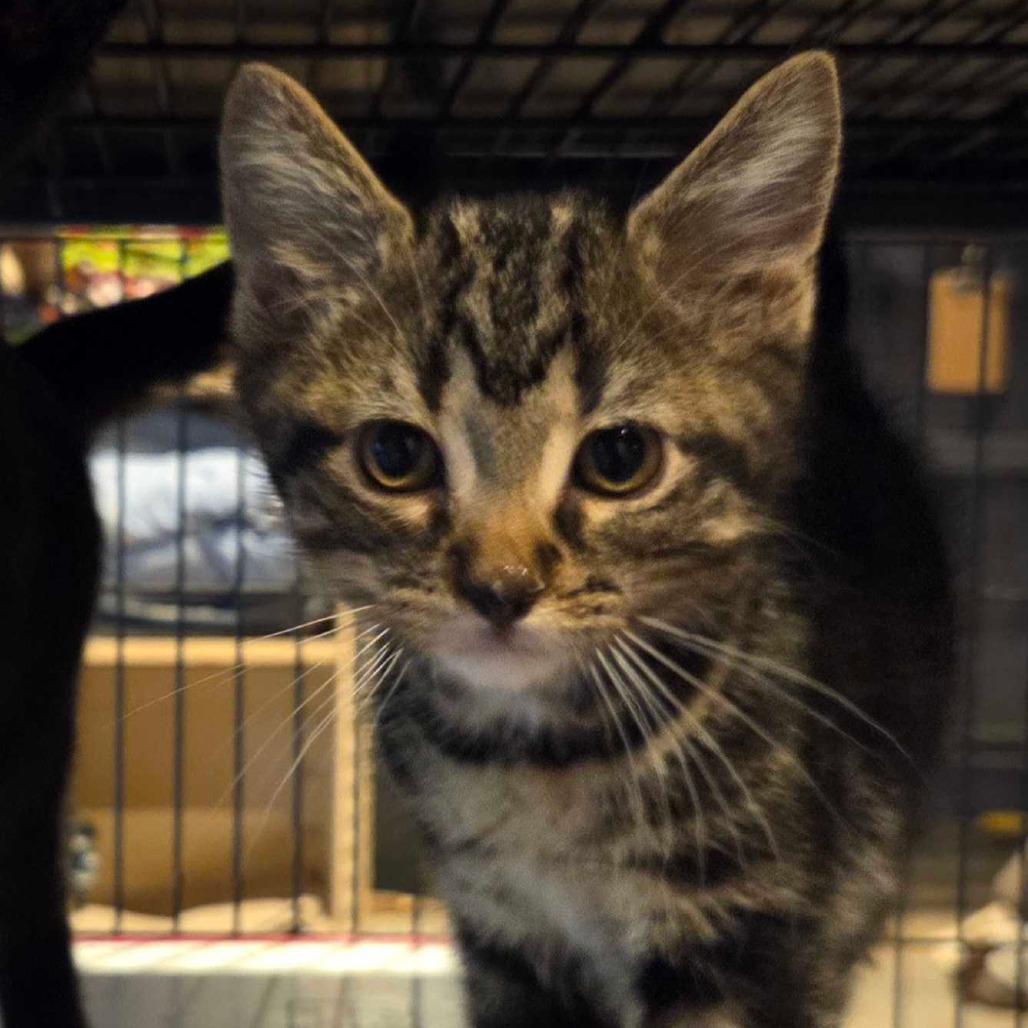 Holly, Adoptable, Kitten Female Domestic Short Hair.