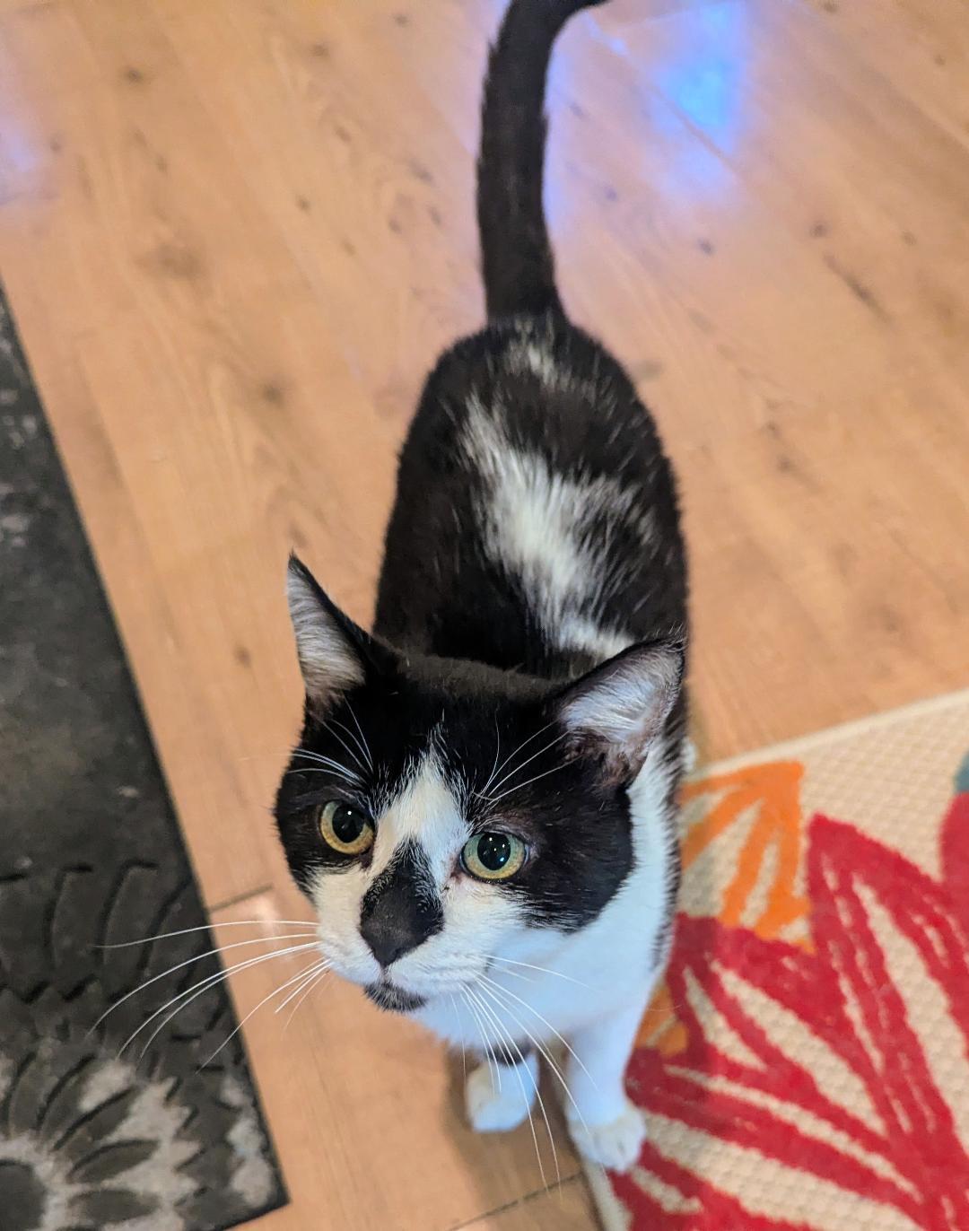 Enlarge THADDEUS - SWEET TUXEDO WITH BABY MEW, a Adoptable mixed breed in Plano, TX image 2/5