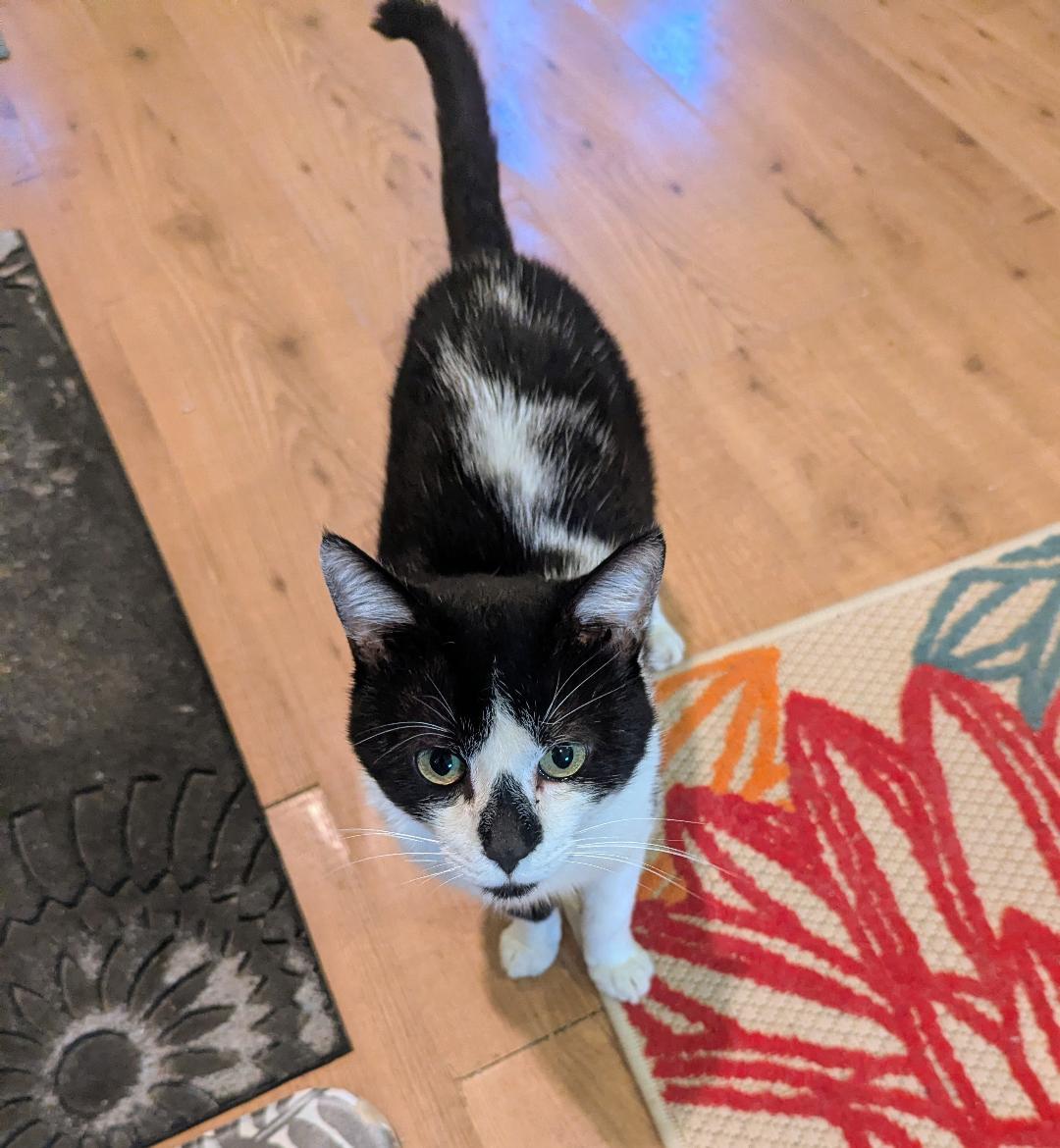 Enlarge THADDEUS - SWEET TUXEDO WITH BABY MEW, a Adoptable mixed breed in Plano, TX image 3/5