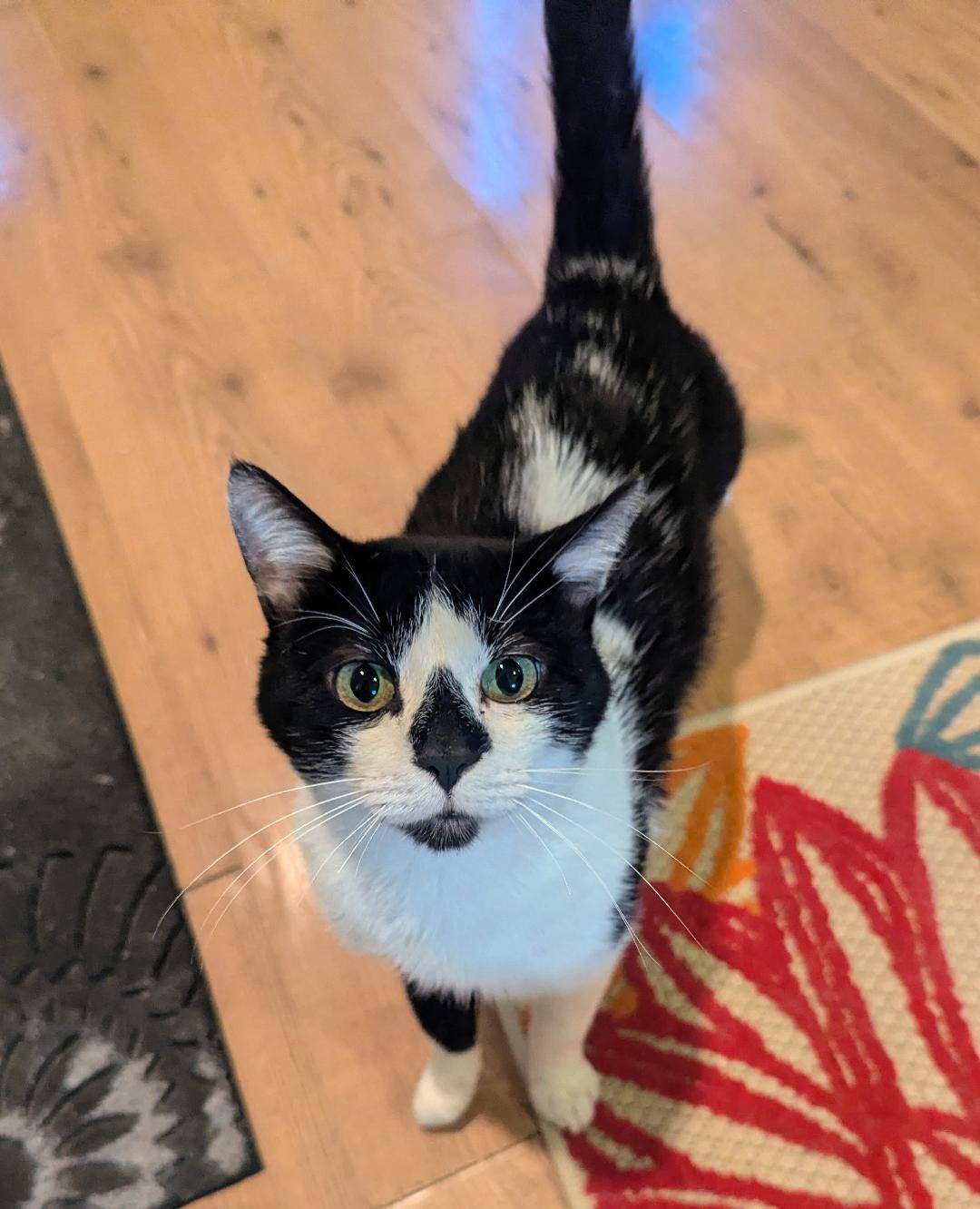 Enlarge THADDEUS - SWEET TUXEDO WITH BABY MEW, a Adoptable mixed breed in Plano, TX image 1/5