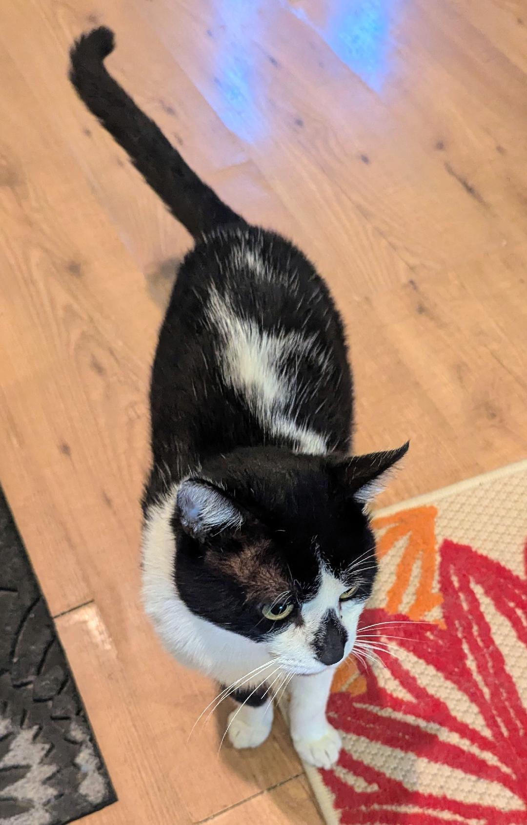 Enlarge THADDEUS - SWEET TUXEDO WITH BABY MEW, a Adoptable mixed breed in Plano, TX image 4/5
