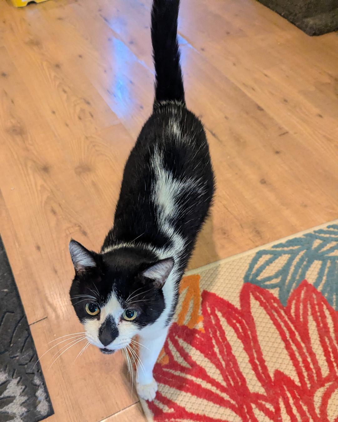Enlarge THADDEUS - SWEET TUXEDO WITH BABY MEW, a Adoptable mixed breed in Plano, TX image 5/5