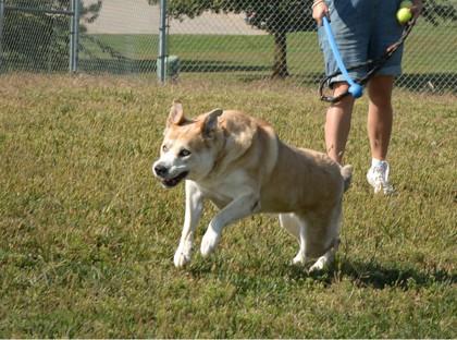 Enlarge Shiba, a Adoptable mixed breed in Beatrice, NE image 2/3