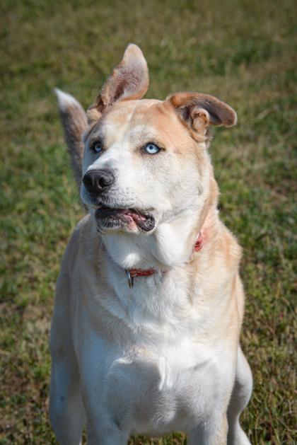 Shiba, a Adoptable mixed breed in Beatrice, NE image 2/3