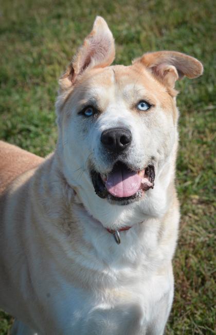 Enlarge Shiba, a Adoptable mixed breed in Beatrice, NE image 3/3