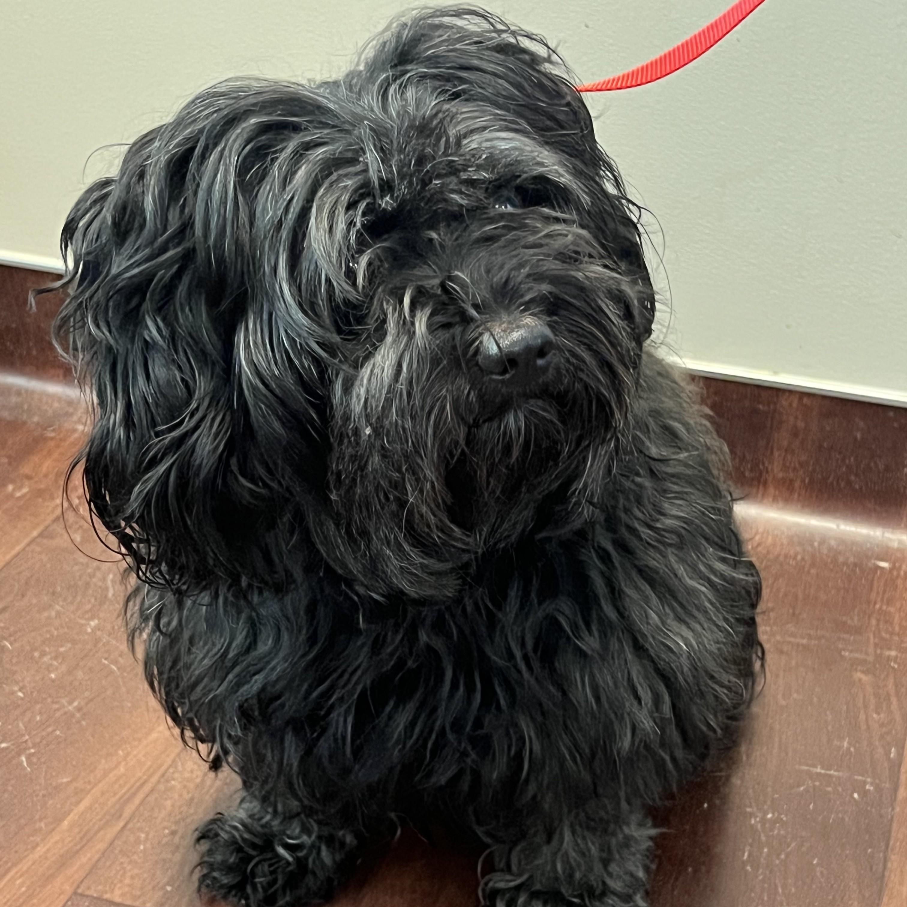 Ivory (bonded w/Ebony), Adult Female Maltese