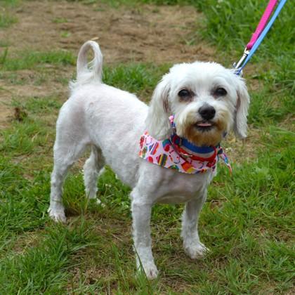 Ivory (bonded w/Ebony), Adoptable, Adult Female Maltese & Mixed Breed.