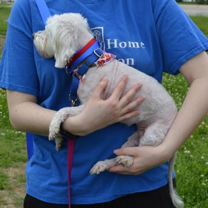 Enlarge Ivory (bonded w/Ebony), a Adoptable mixed breed in Elk Grove Village, IL image 1/3
