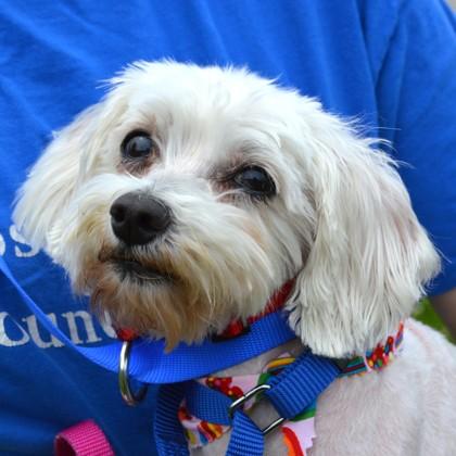 Ivory (bonded w/Ebony), a Adoptable mixed breed in Elk Grove Village, IL image 3/3