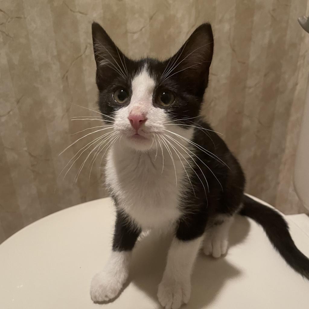 Enlarge Henri, a Adoptable Domestic Short Hair in Waldorf, MD image 1/6