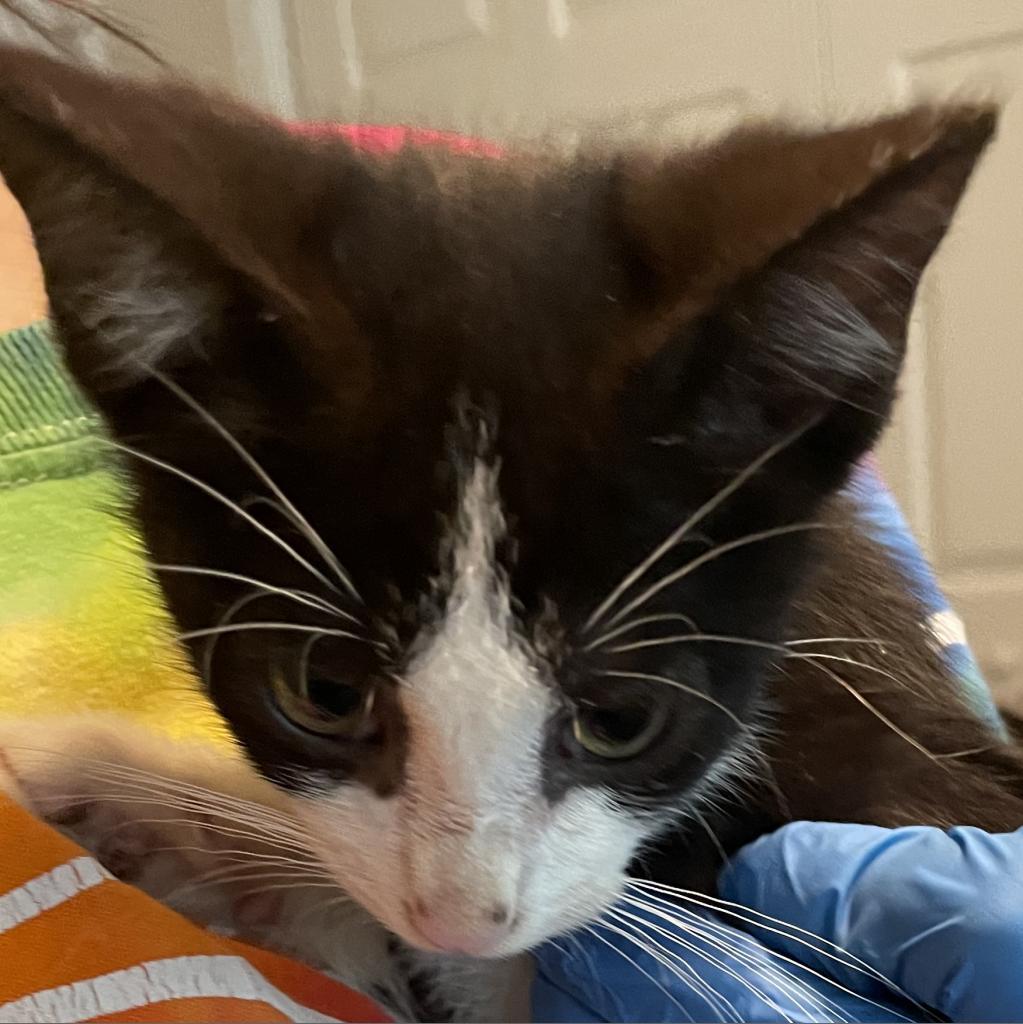 Enlarge Henri, a Adoptable Domestic Short Hair in Waldorf, MD image 2/6
