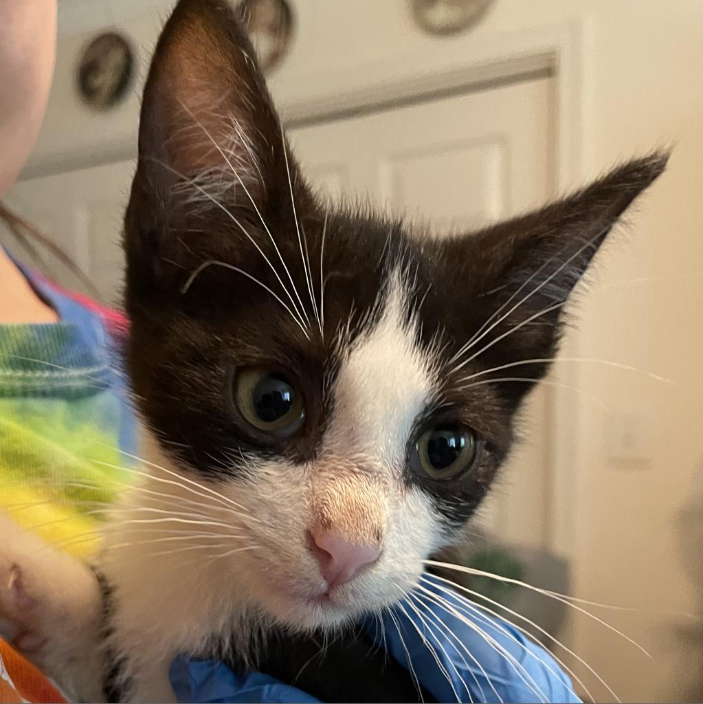 Enlarge Henri, a Adoptable Domestic Short Hair in Waldorf, MD image 4/6