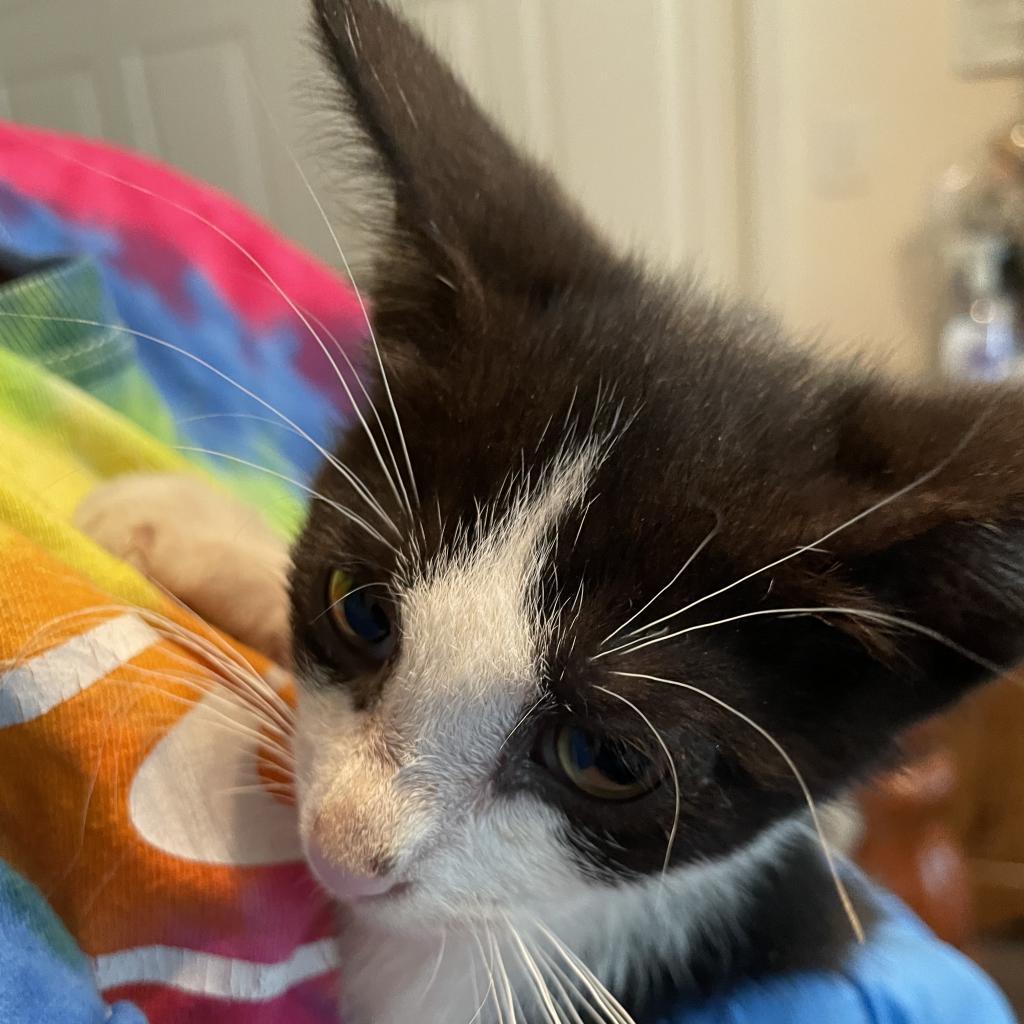 Enlarge Henri, a Adoptable Domestic Short Hair in Waldorf, MD image 5/6