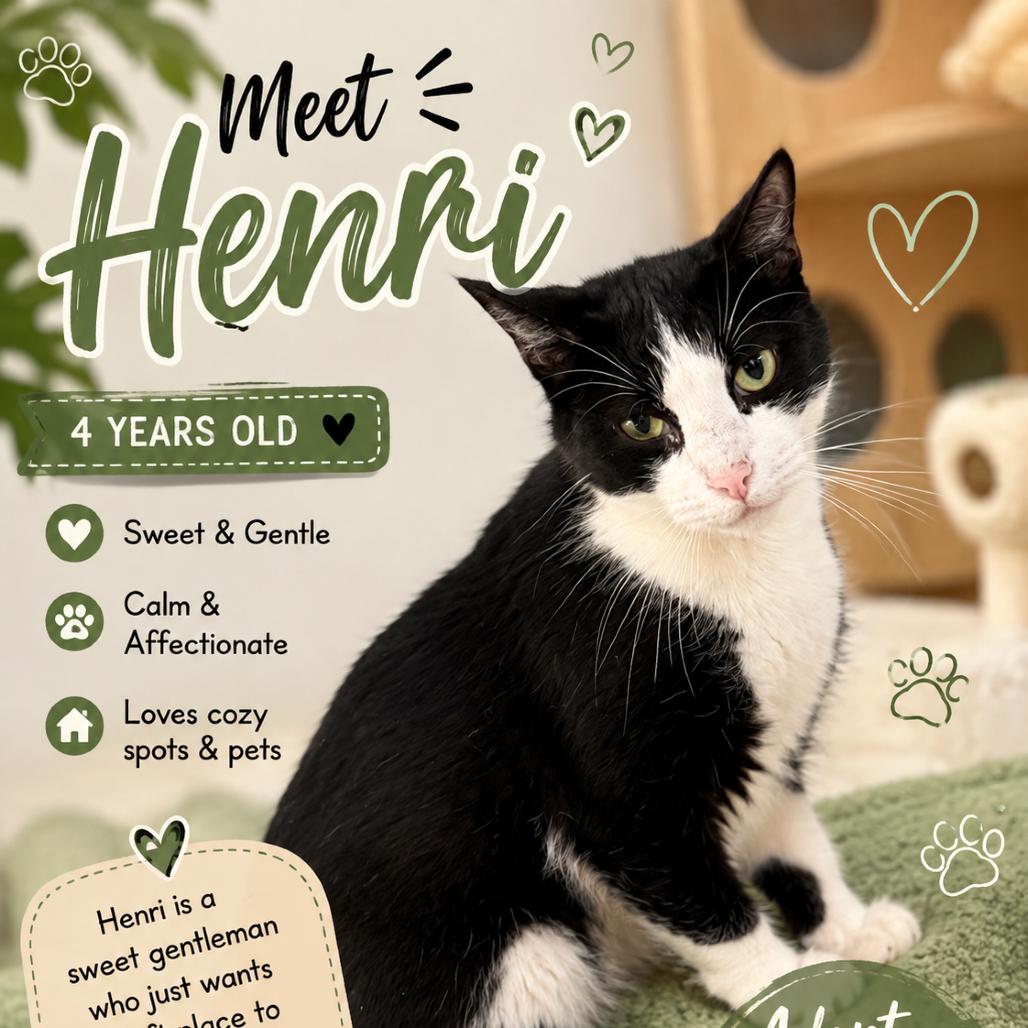 Enlarge Henri, a Adoptable Domestic Short Hair in Waldorf, MD image 6/6