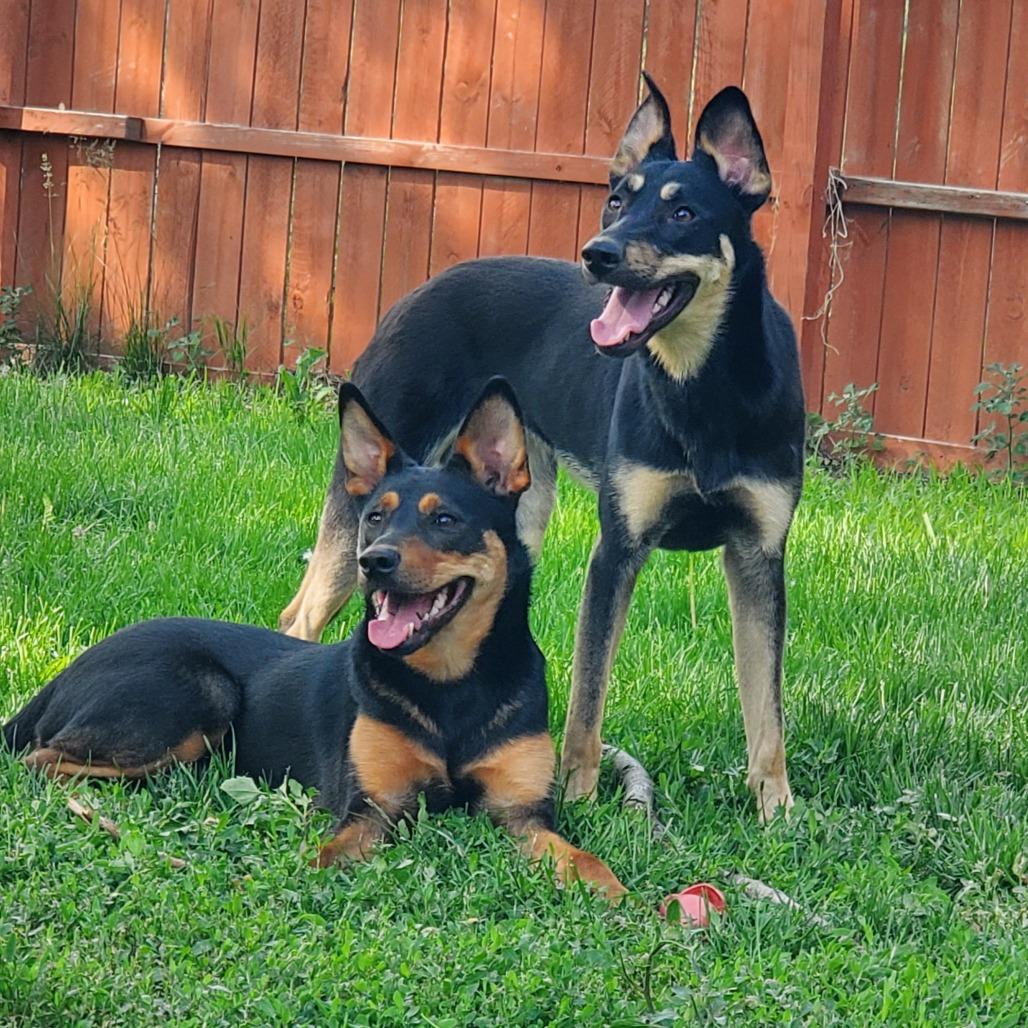 Enlarge Kenya, a Adoptable mixed breed in Sioux Falls, SD image 2/6