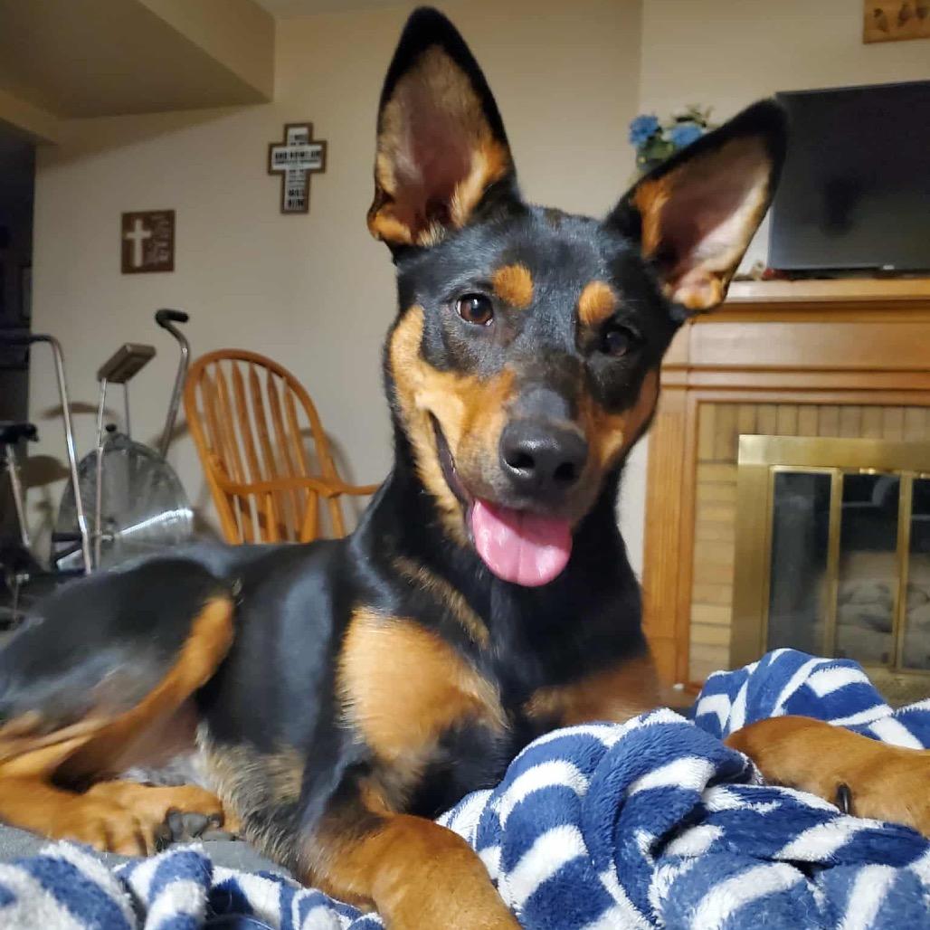 Enlarge Kenya, a Adoptable mixed breed in Sioux Falls, SD image 3/6