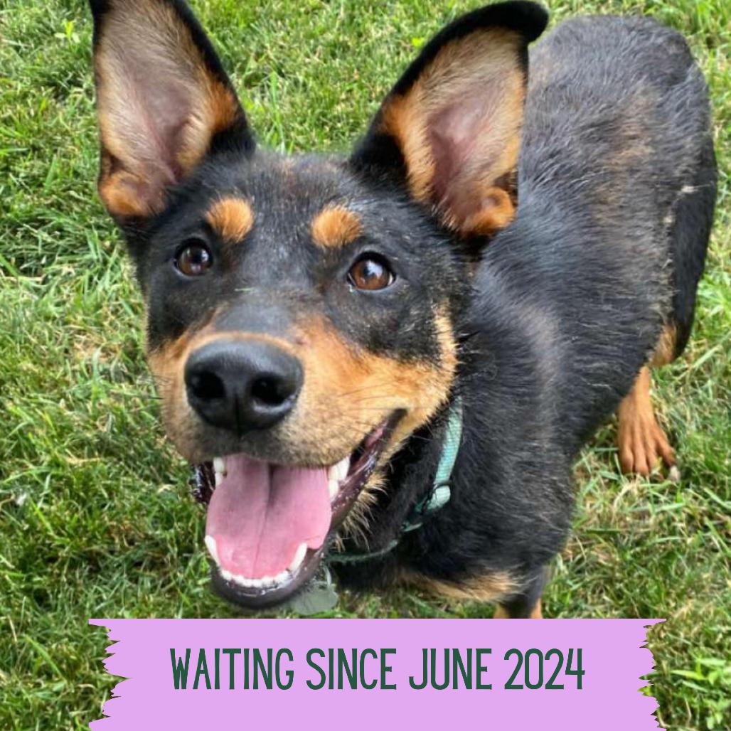 Kenya, Adoptable, Adult Female Shepherd.