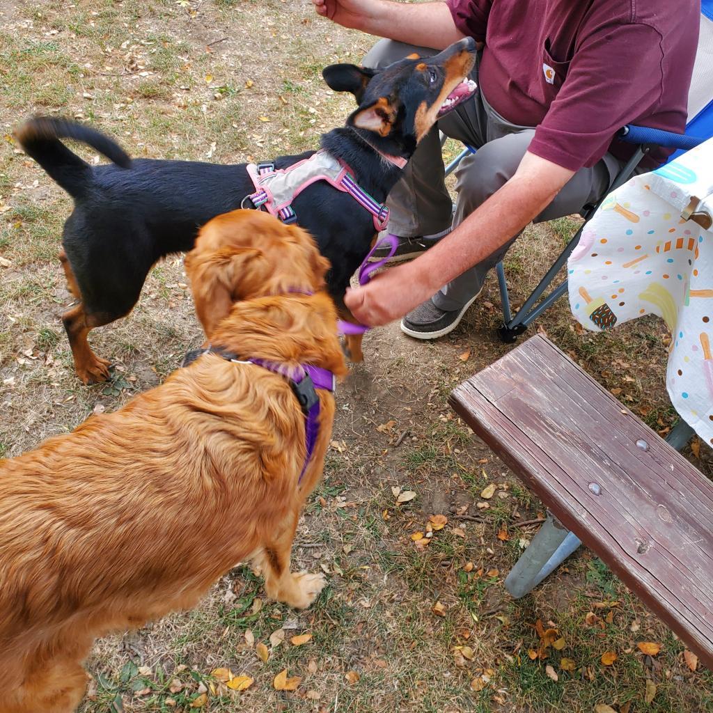 Enlarge Kenya, a Adoptable mixed breed in Buffalo, MN image 3/6