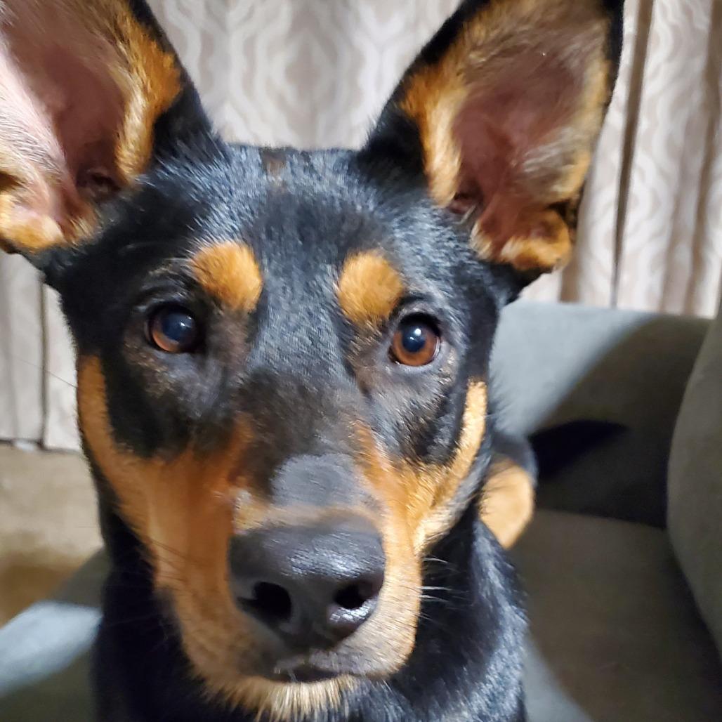 Enlarge Kenya, a Adoptable mixed breed in Sioux Falls, SD image 5/6