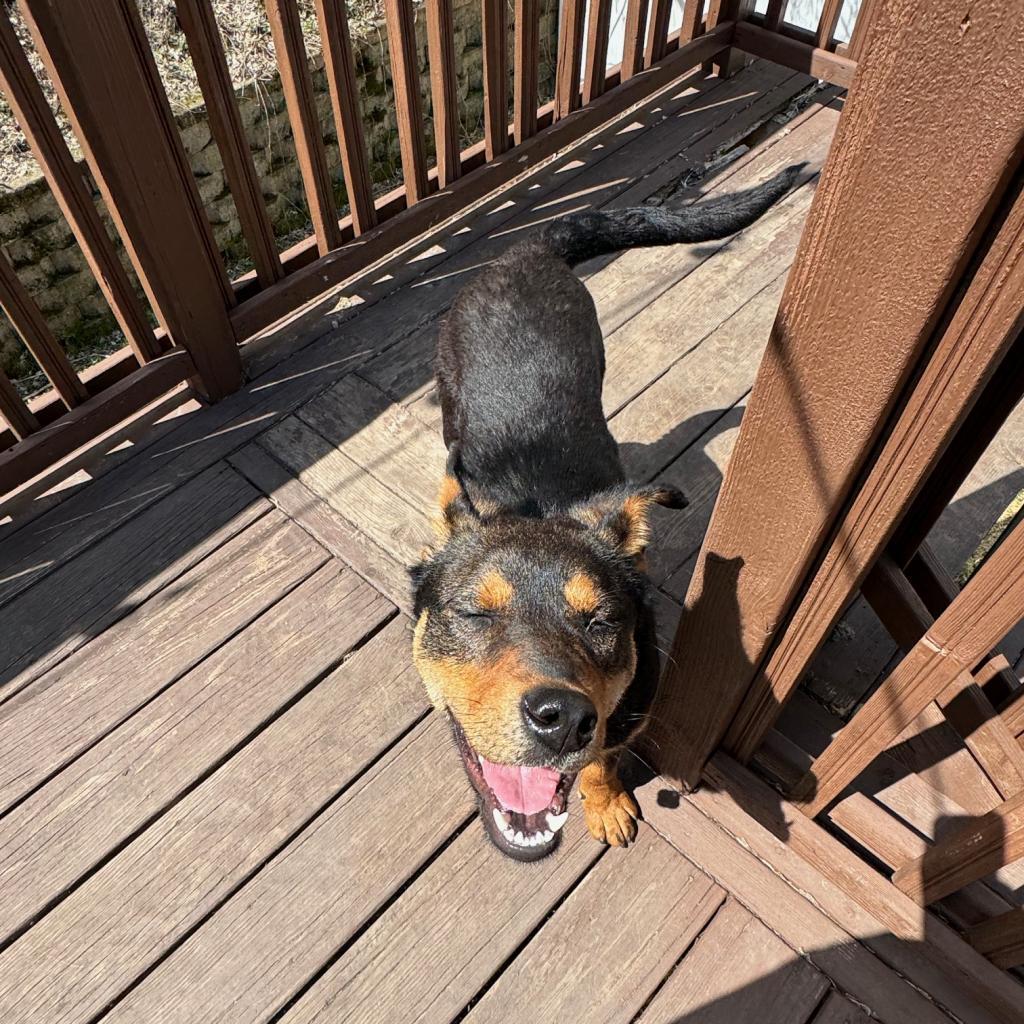 Enlarge Kenya, a Adoptable mixed breed in Sioux Falls, SD image 6/6