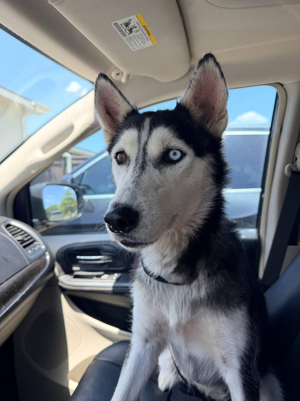 Penne *Coming Soon*, Adoptable, Adult Female Siberian Husky.