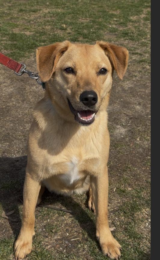 Prince, ADOPTABLE, Young Male Golden Retriever.