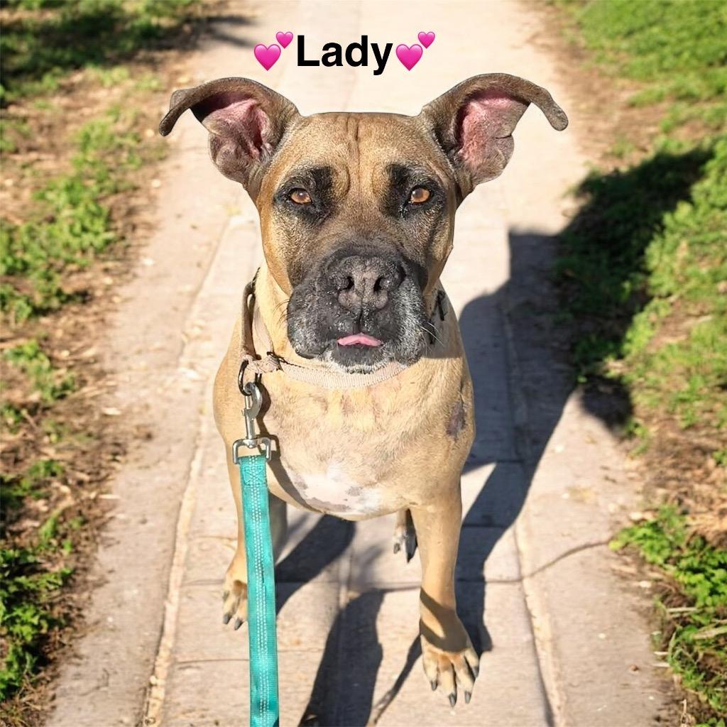 Lady-Very Sweet - Fee Sponsored!, Adoptable, Adult Female Boxer & Bullmastiff.
