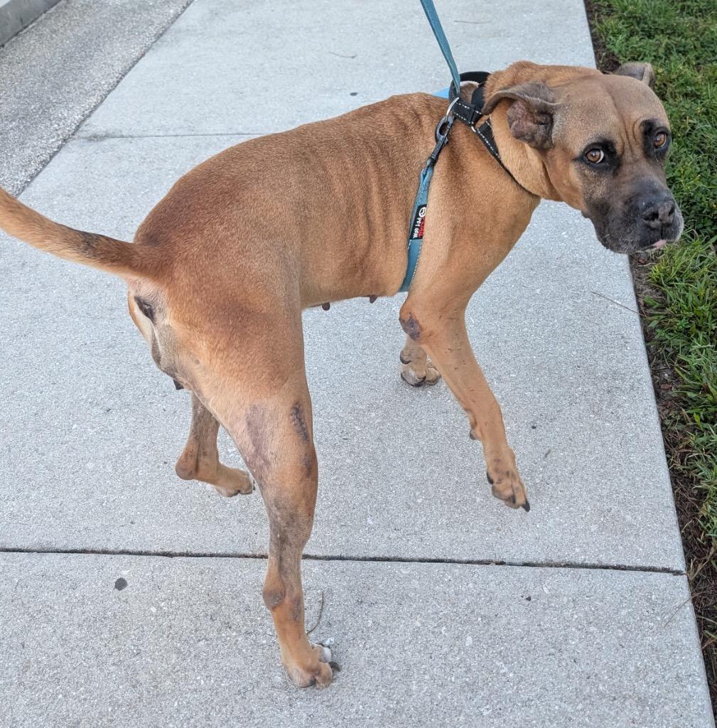 Lady-The Name Fits!, Adoptable, Adult Female Boxer.