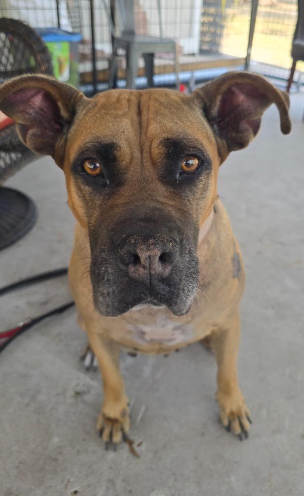 Enlarge Lady-Very Sweet - Fee Sponsored!, a Adoptable mixed breed in Fort Myers, FL image 3/6