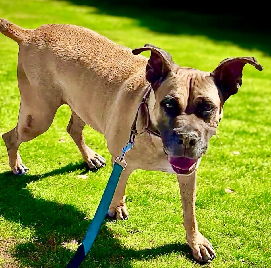 Enlarge Lady-Very Sweet - Fee Sponsored!, a Adoptable mixed breed in Fort Myers, FL image 2/6