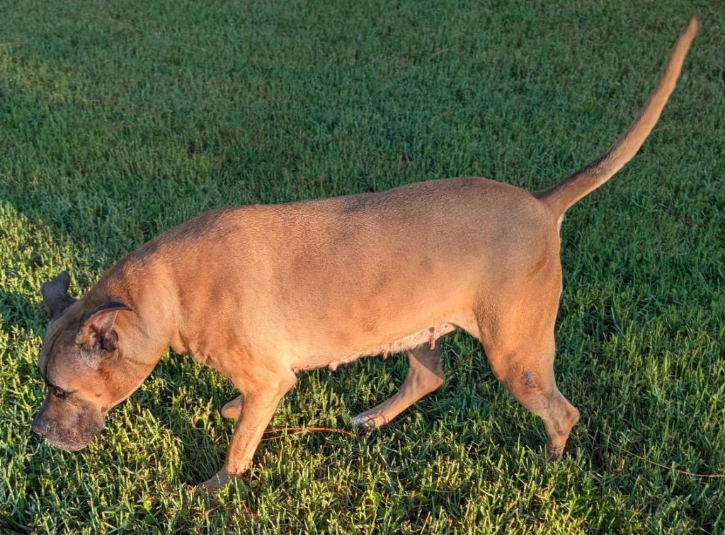 Enlarge Lady-The Name Fits!, a Adoptable mixed breed in Fort Myers, FL image 2/5