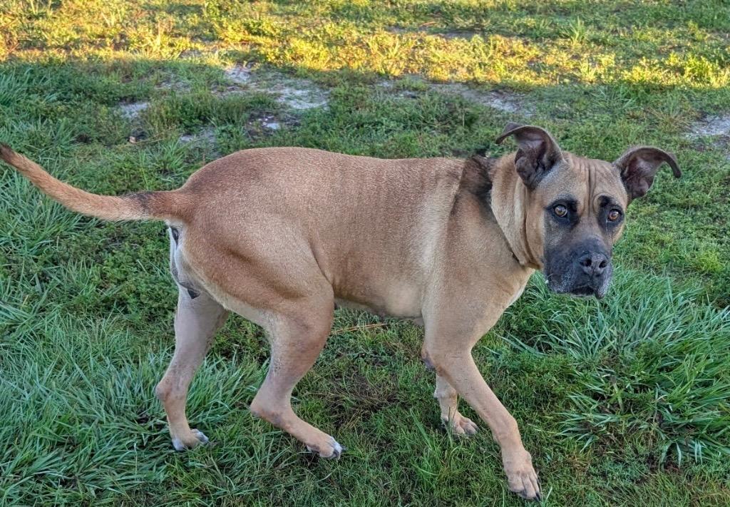 Enlarge Lady-The Name Fits!, a Adoptable mixed breed in Fort Myers, FL image 3/5
