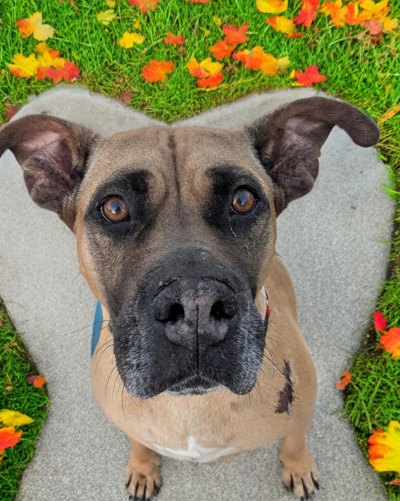 Lady-The Name Fits!, Adoptable, Adult Female Boxer & Bullmastiff.