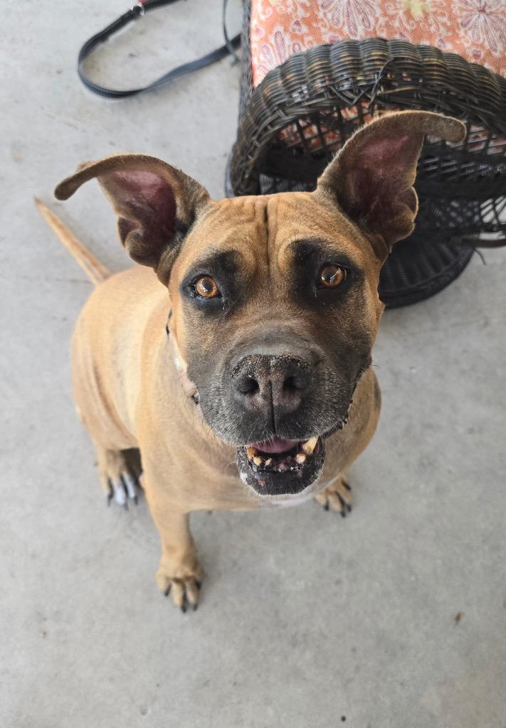 Enlarge Lady-Very Sweet - Fee Sponsored!, a Adoptable mixed breed in Fort Myers, FL image 4/6