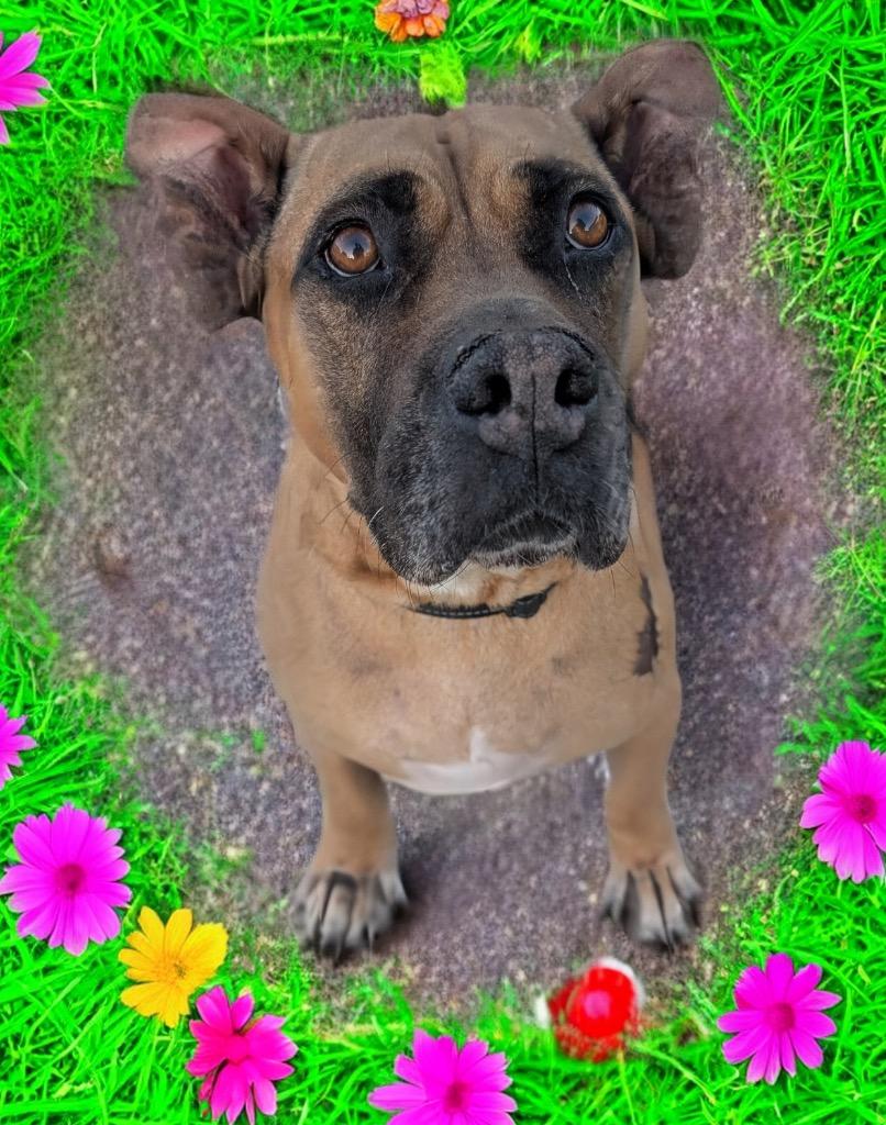 Enlarge Lady-Very Sweet - Fee Sponsored!, a Adoptable mixed breed in Fort Myers, FL image 5/6