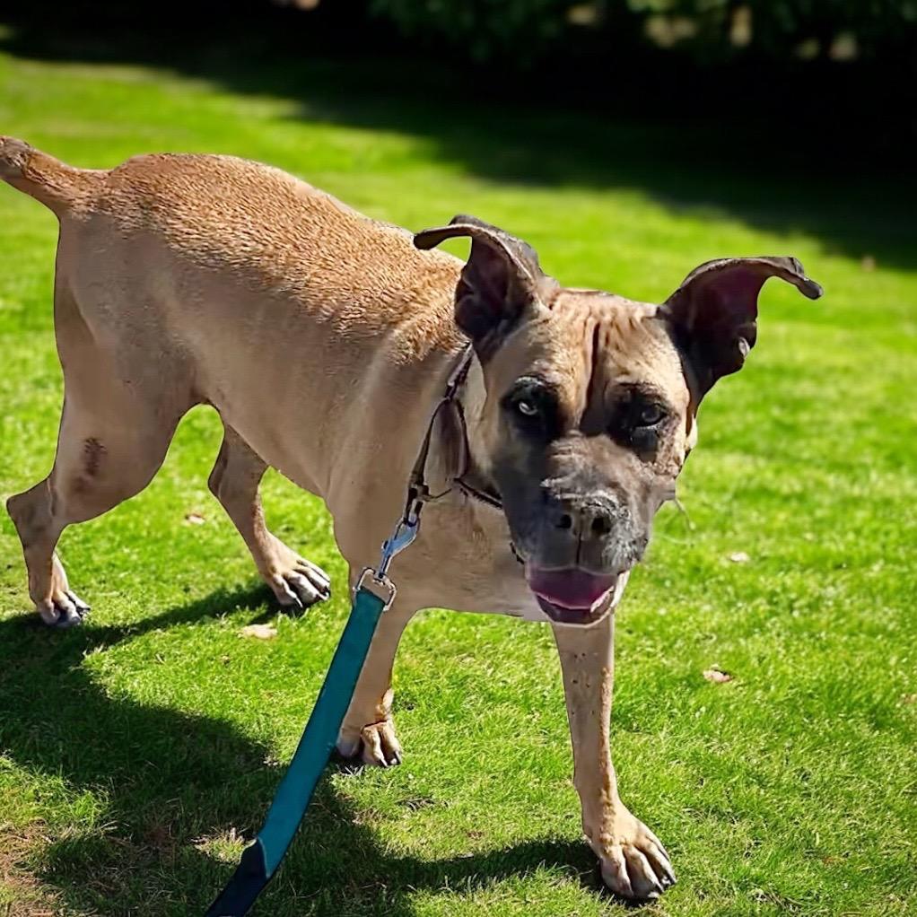 Enlarge Lady-Very Sweet - Fee Sponsored!, a Adoptable mixed breed in Fort Myers, FL image 6/6