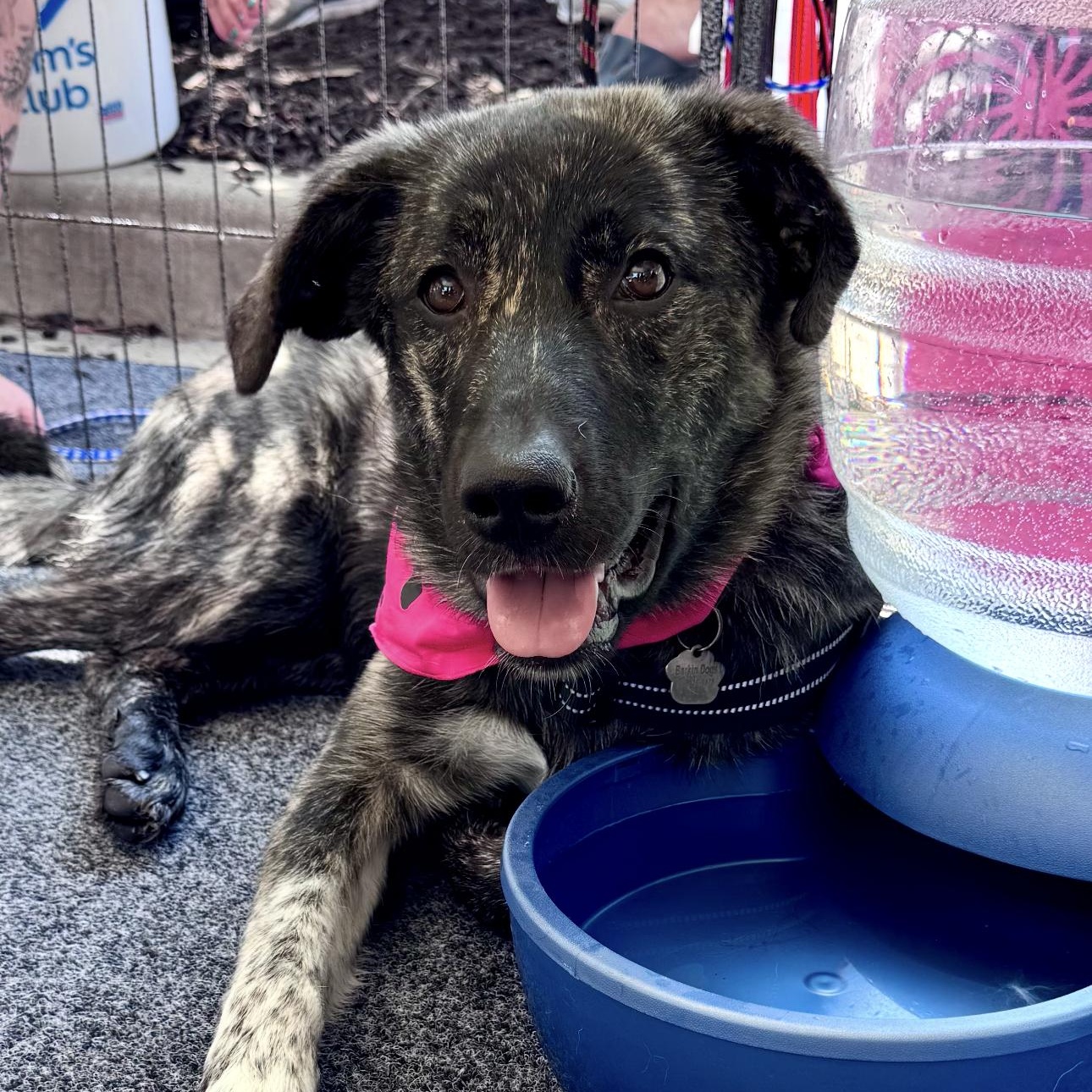 Enlarge Nova, a ADOPTABLE mixed breed in Louisburg, KS image 2/6