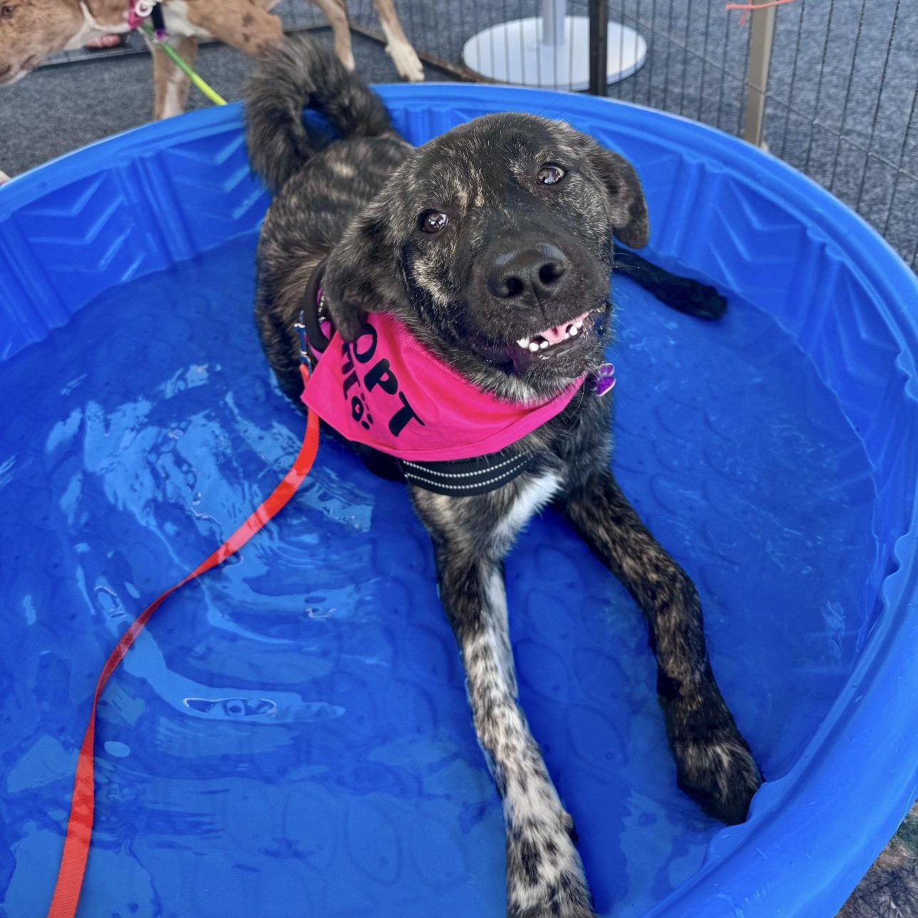 Enlarge Nova, a ADOPTABLE mixed breed in Louisburg, KS image 6/6