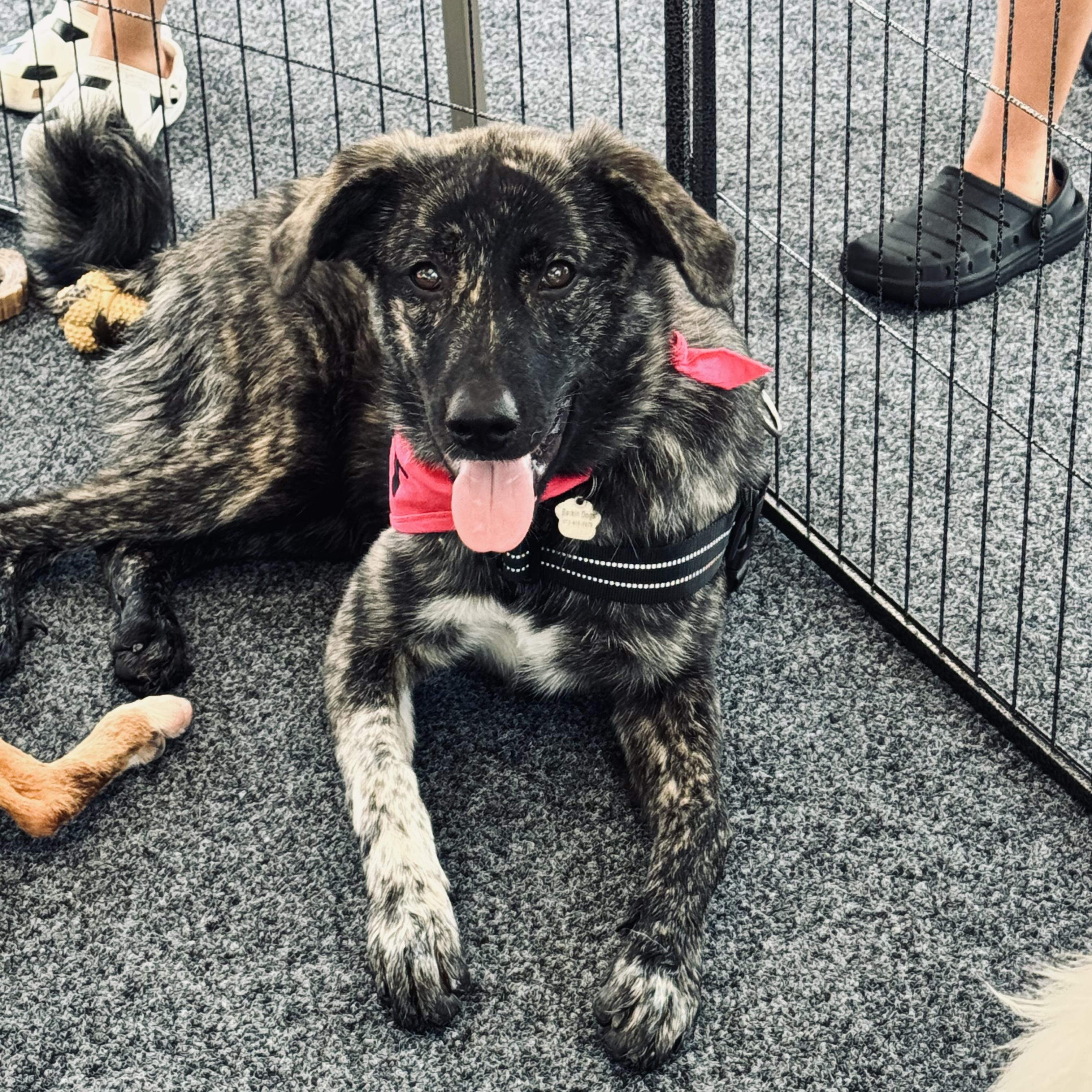 Enlarge Nova, a ADOPTABLE mixed breed in Louisburg, KS image 1/6
